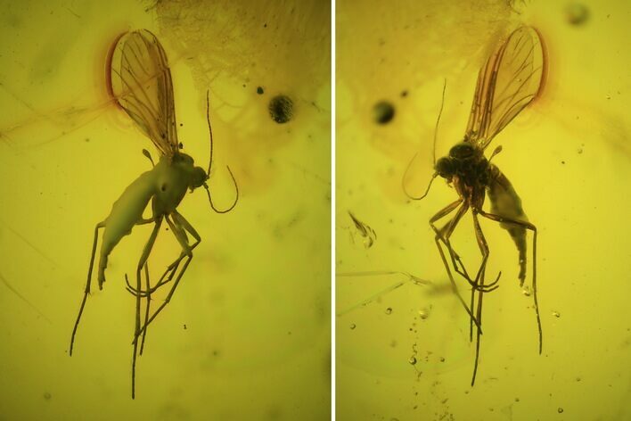 Unidentified Fossil Insect In Baltic Amber #45180